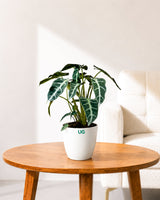 Alocasia Polly Plant