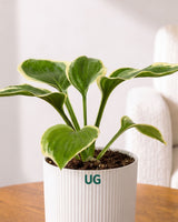 Patriot Hosta