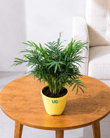 Chamaedorea Elegans Palm Plant