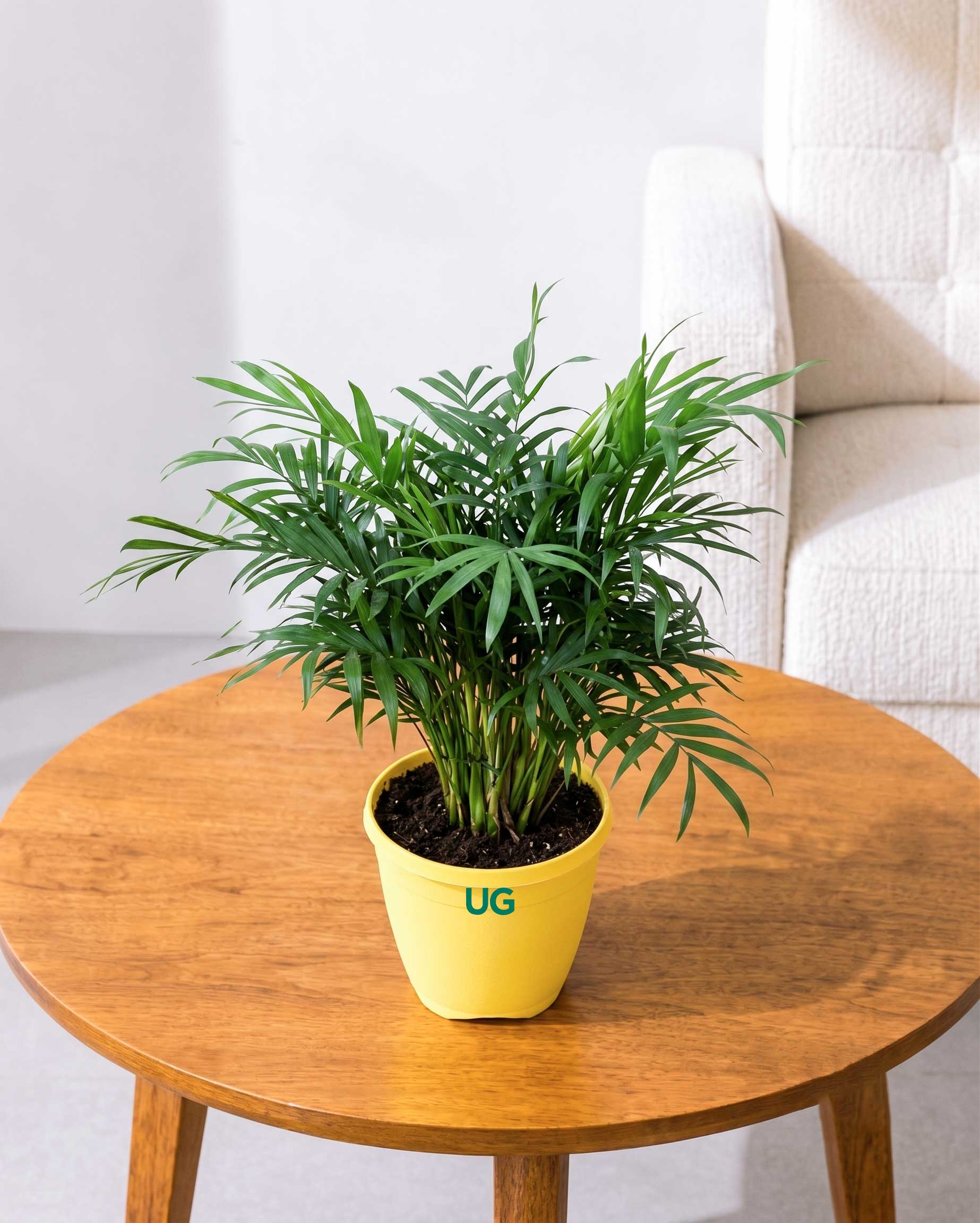 Chamaedorea Elegans Palm Plant
