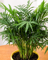 Chamaedorea Elegans Palm Plant