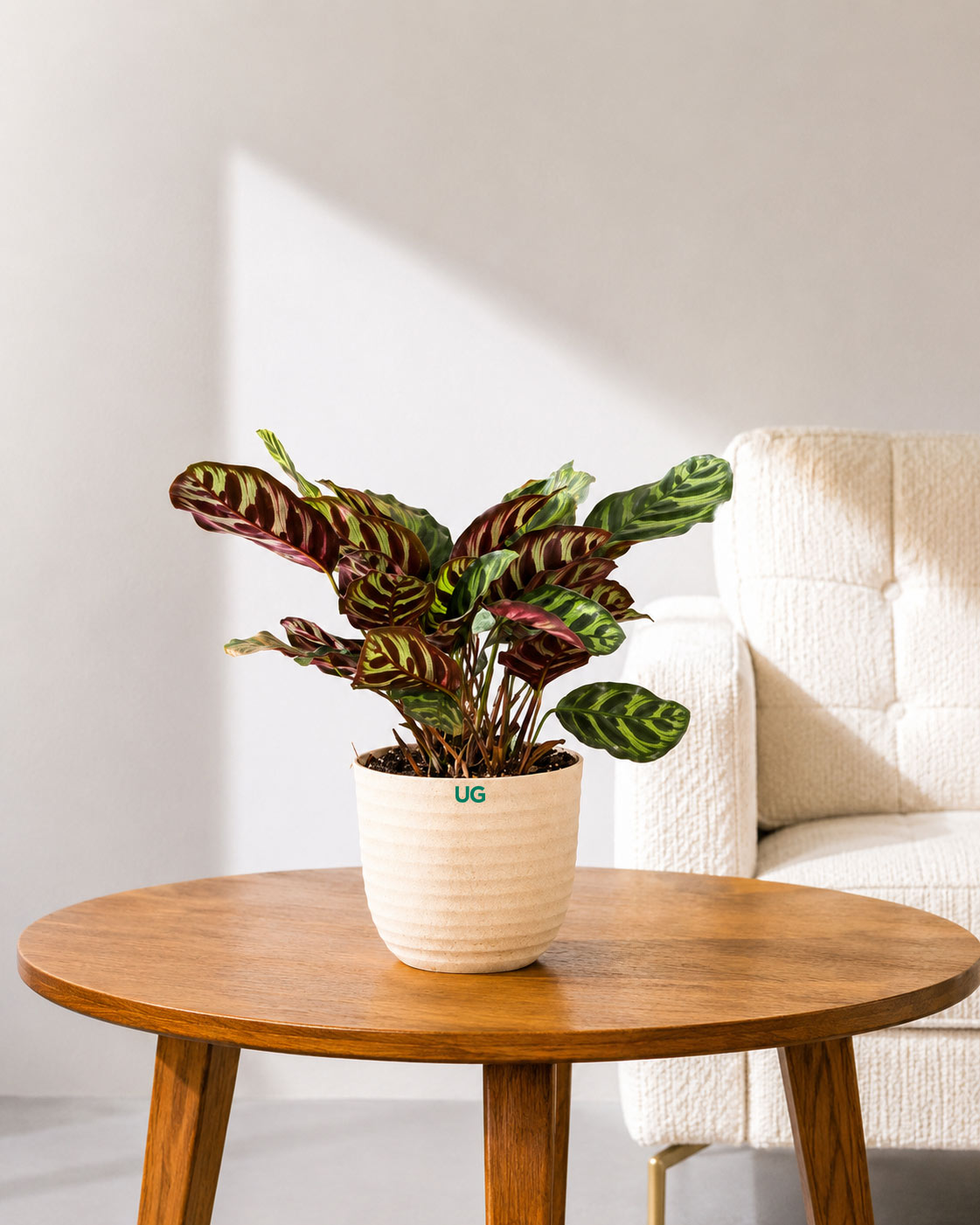 Calathea Peacock