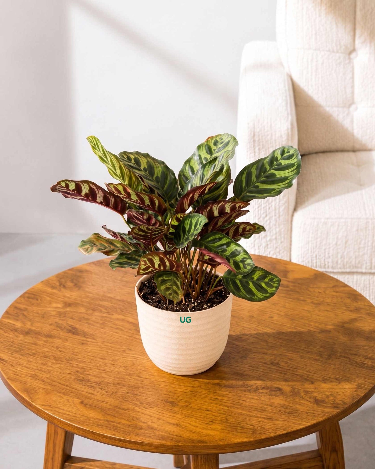 Calathea Peacock