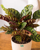 Calathea Peacock