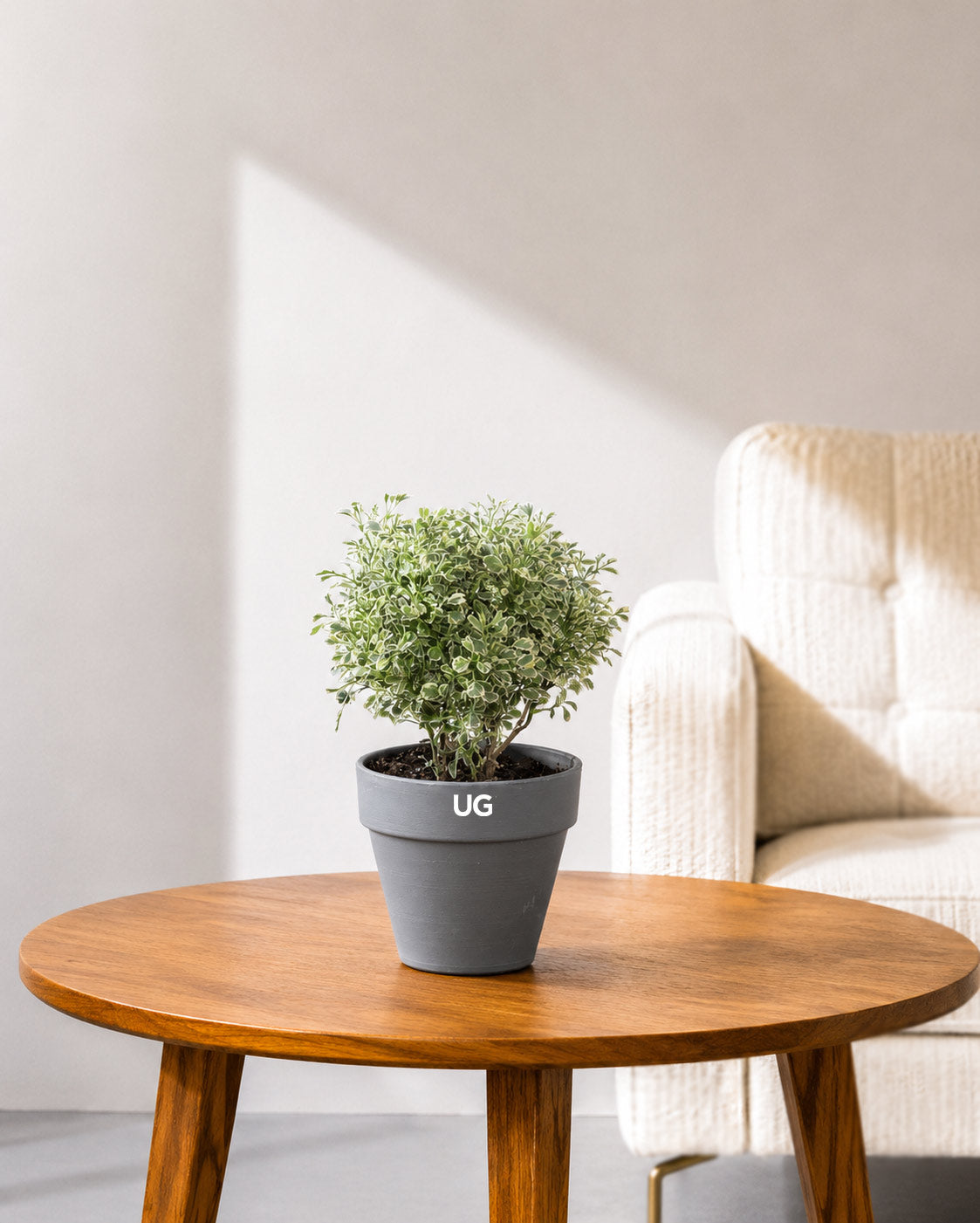 Aralia Variegated Plant