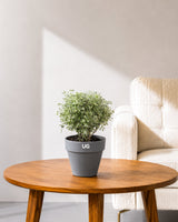 Aralia Variegated Plant