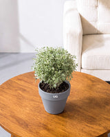 Aralia Variegated Plant