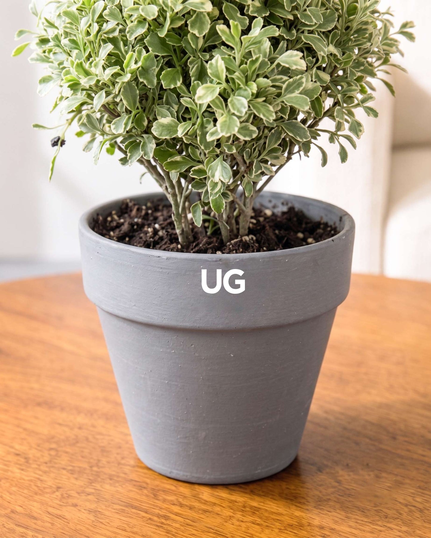Aralia Variegated Plant
