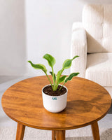Liberty Hosta