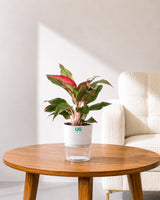 Aglaonema Lipstick