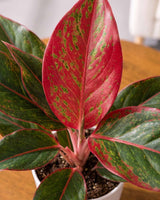 Aglaonema Lipstick