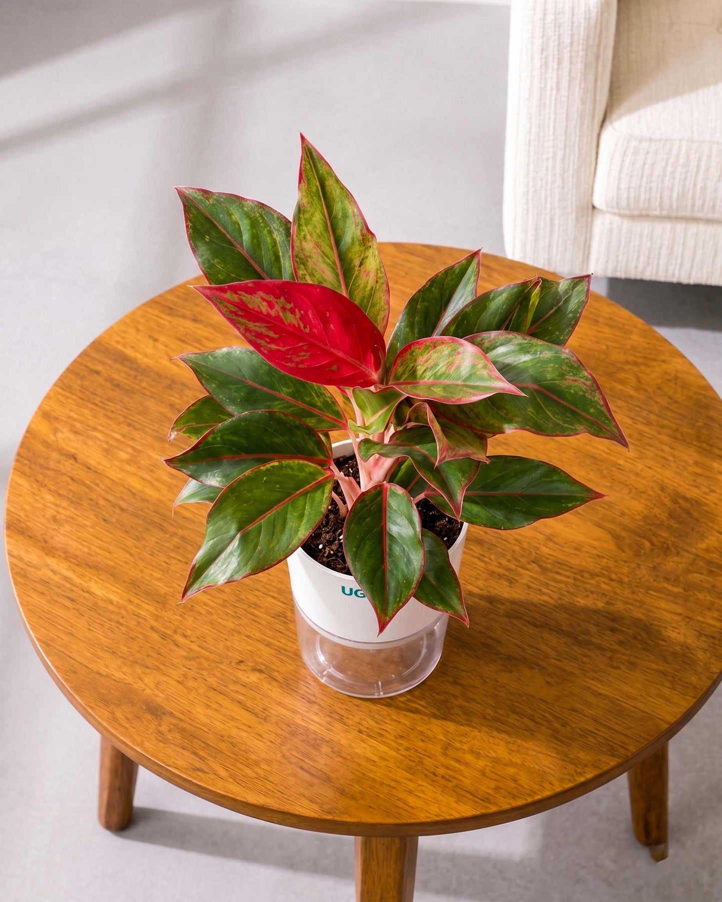 Aglaonema Lipstick