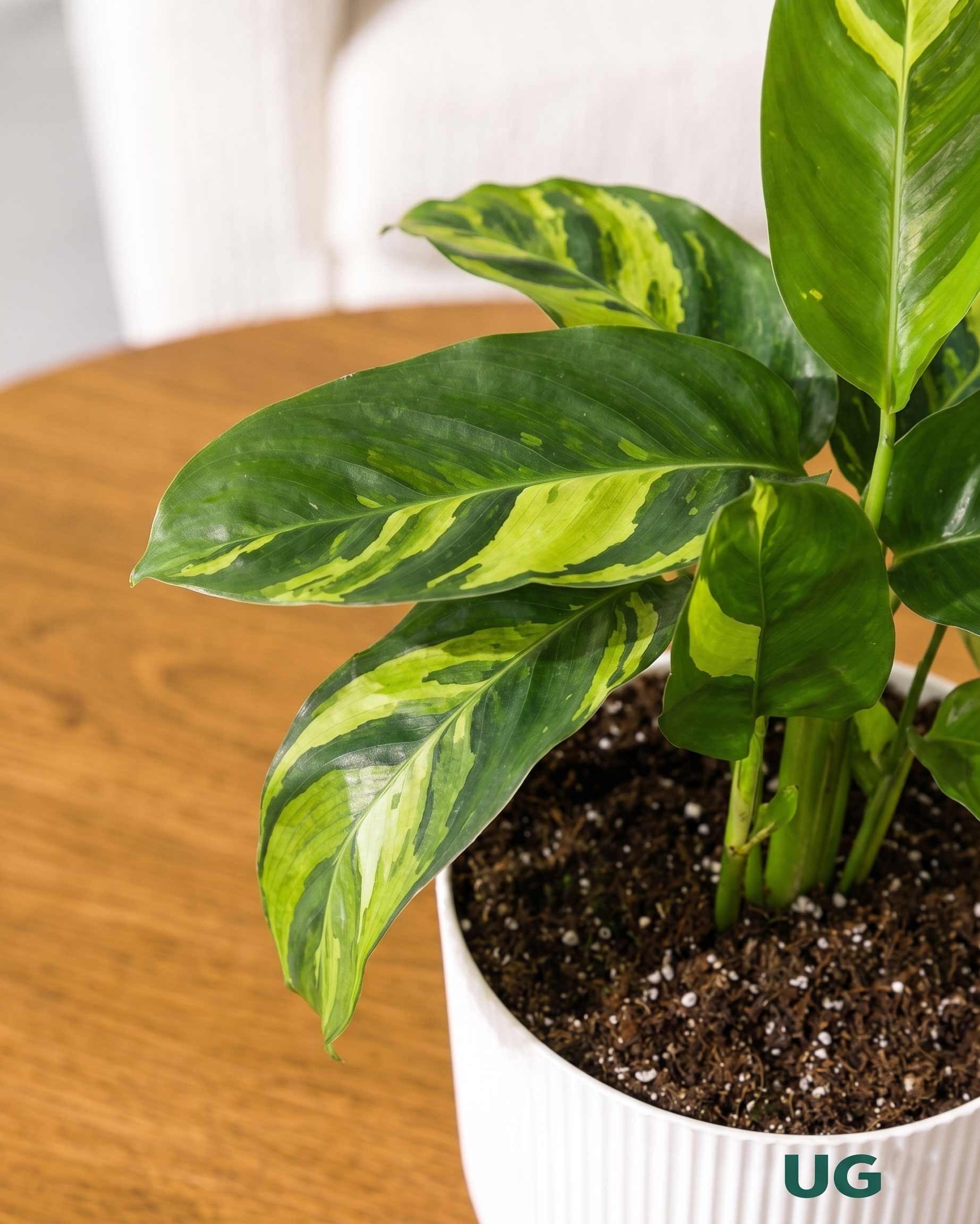 Calathea Pilosa