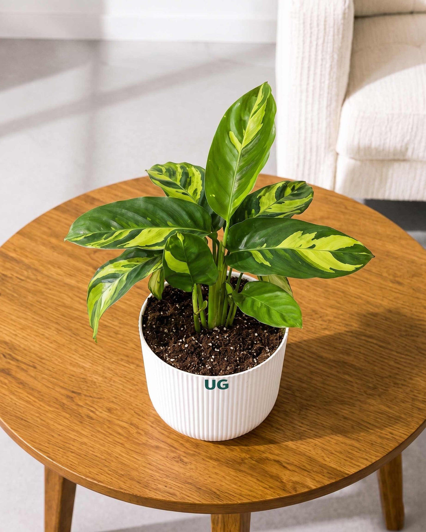 Calathea Pilosa
