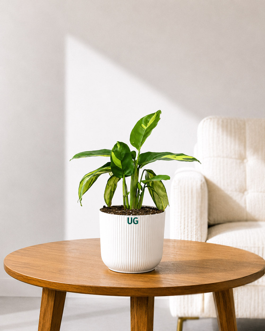 Calathea Pilosa