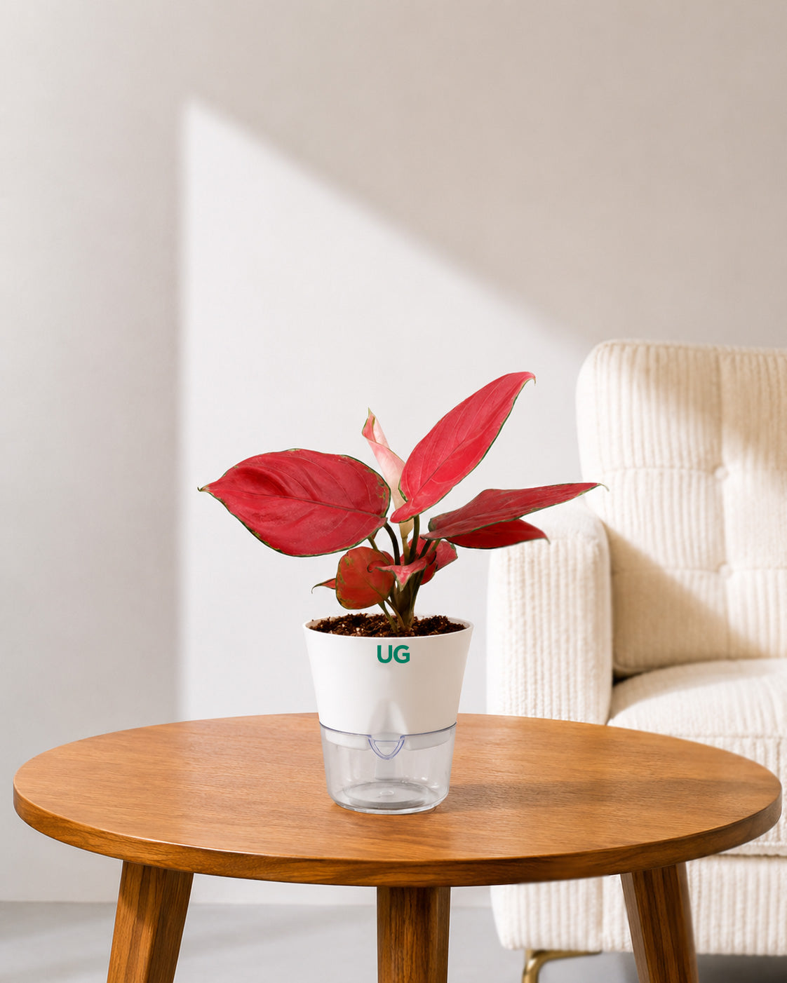 Aglaonema Red Valentine in Self Watering Planter
