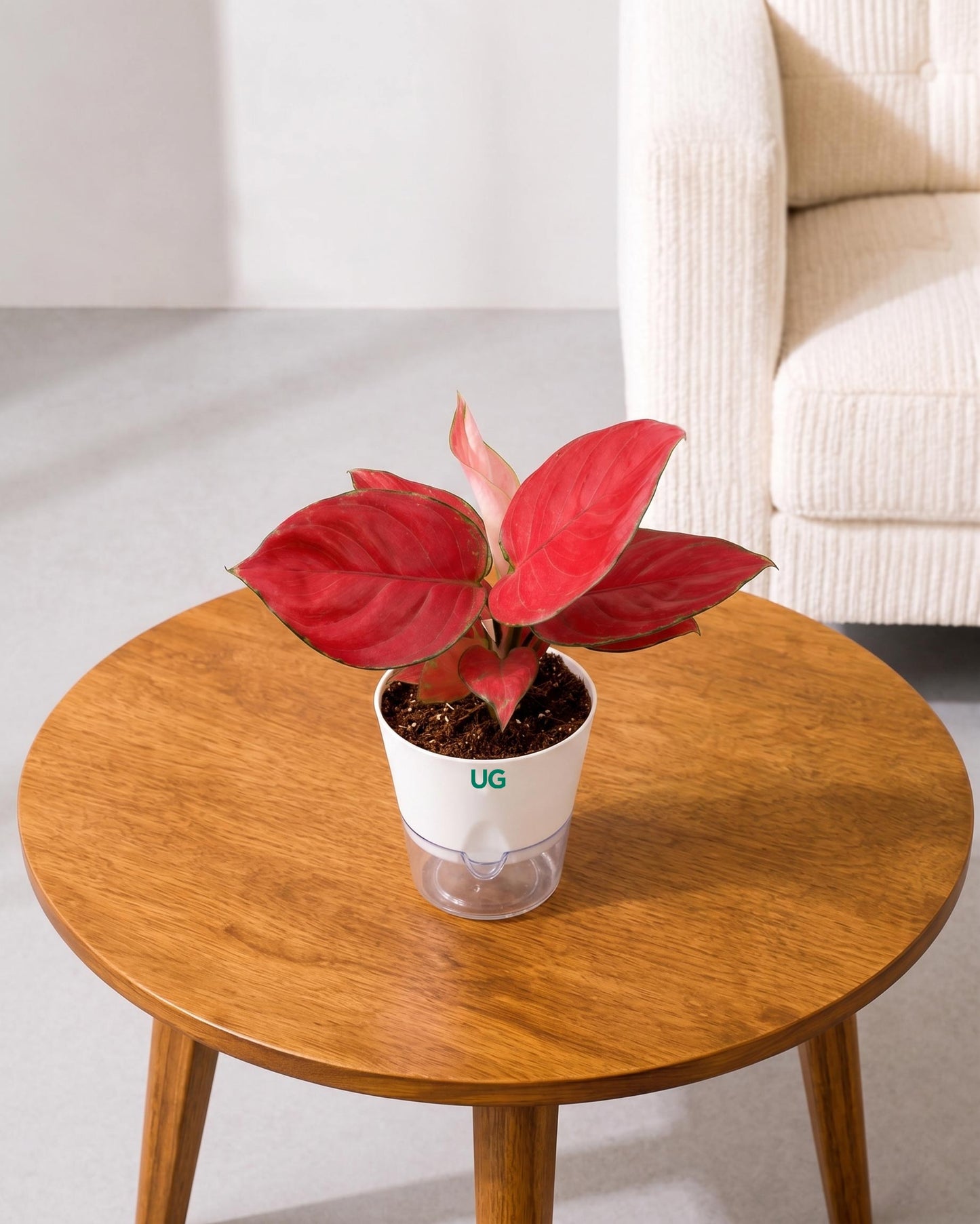 Aglaonema Red Valentine in Self Watering Planter