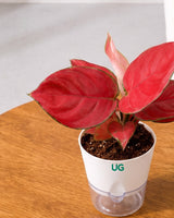 Aglaonema Red Valentine in Self Watering Planter