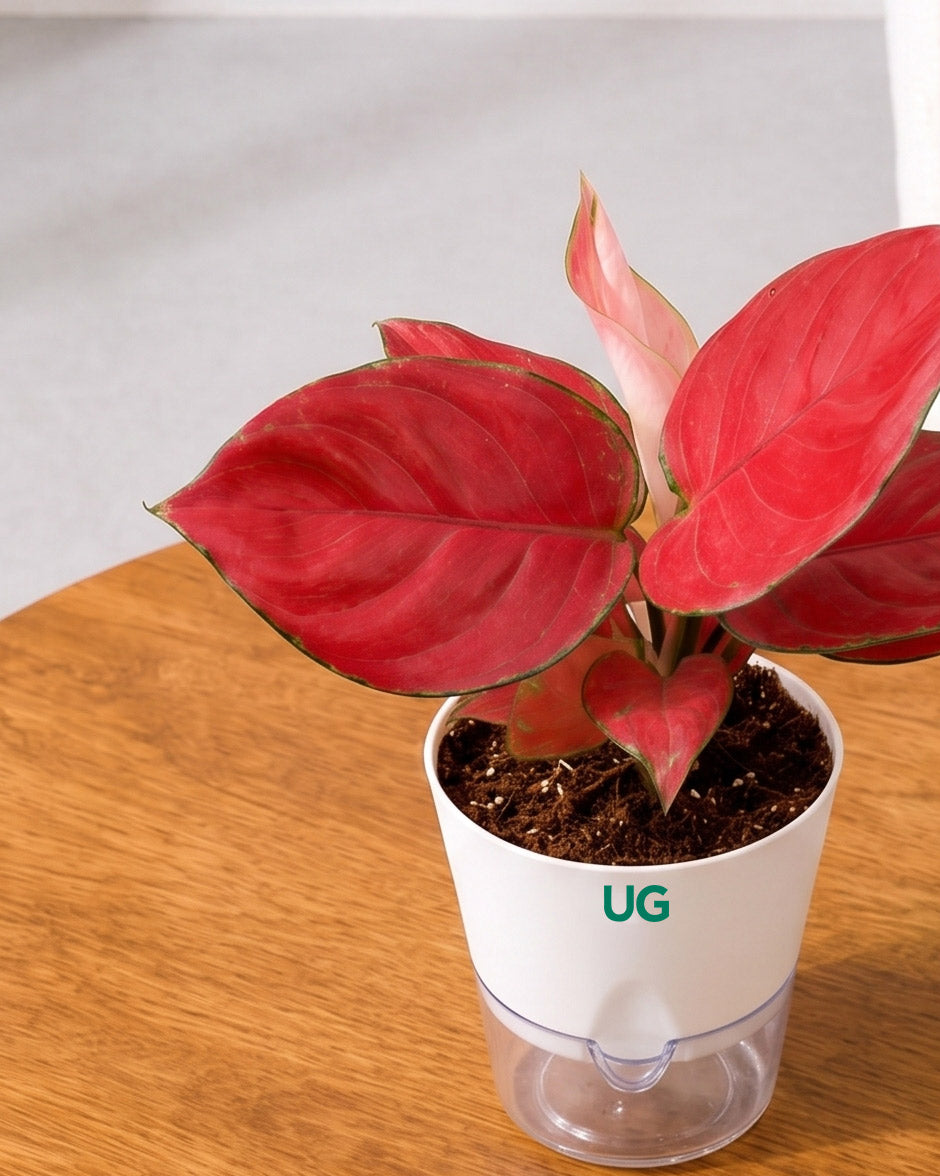 Aglaonema Red Valentine in Self Watering Planter