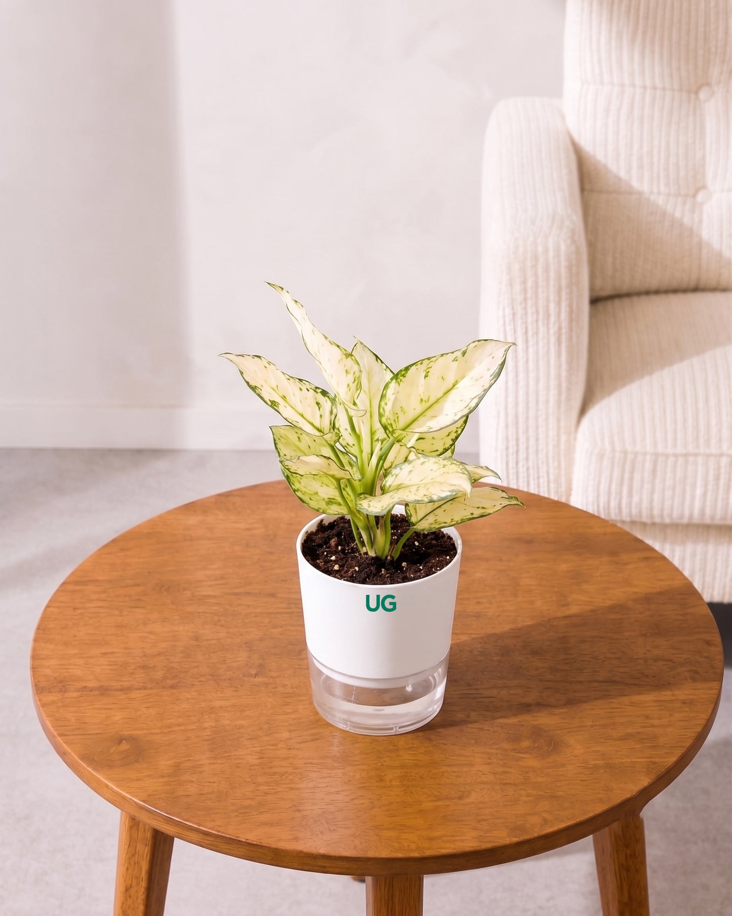 Aglaonema Super White In Self Watering Pot