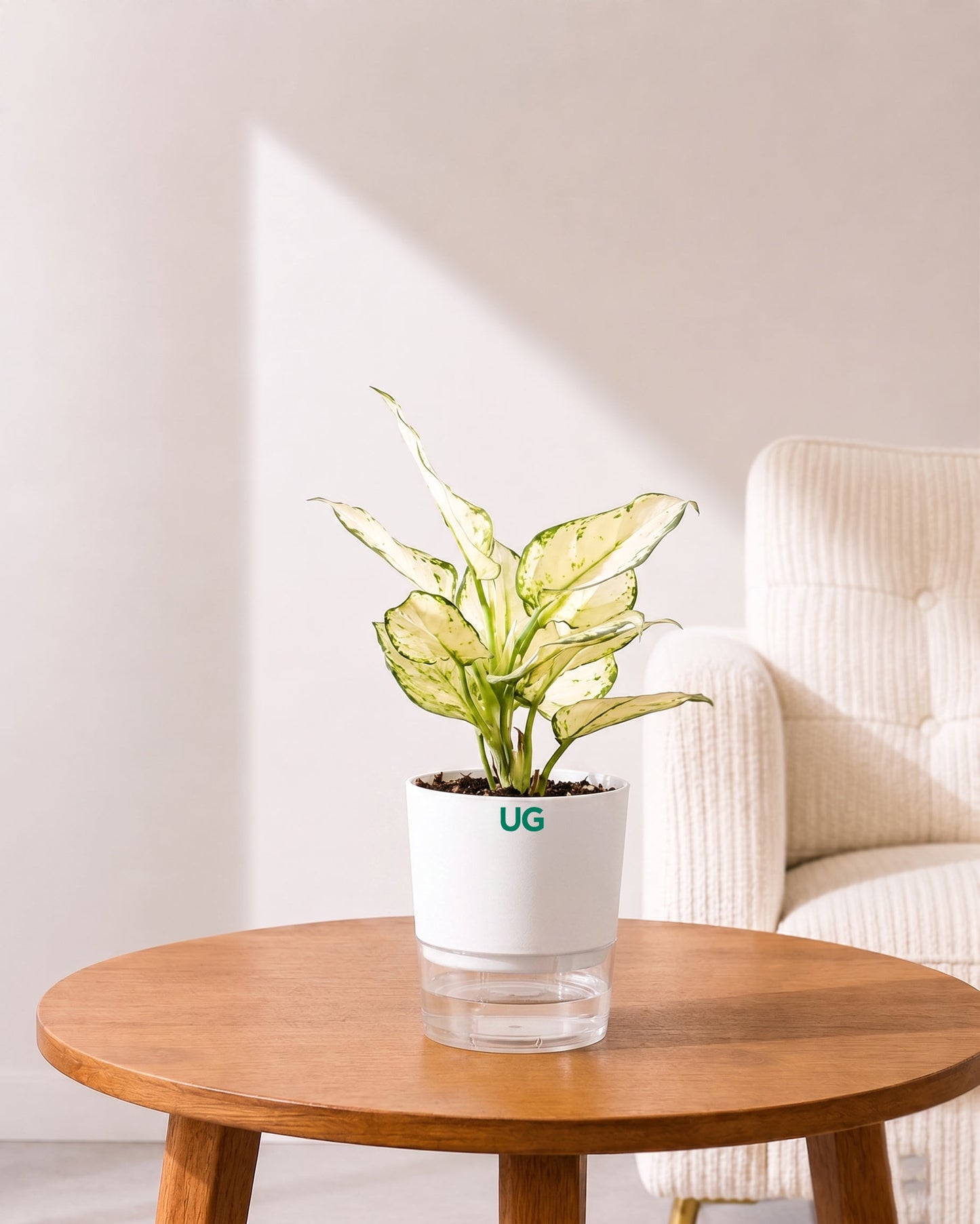 Aglaonema Super White In Self Watering Pot