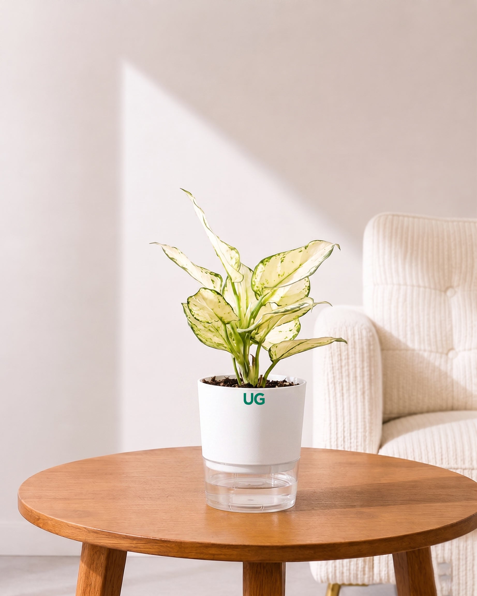 Aglaonema Super White In Self Watering Pot
