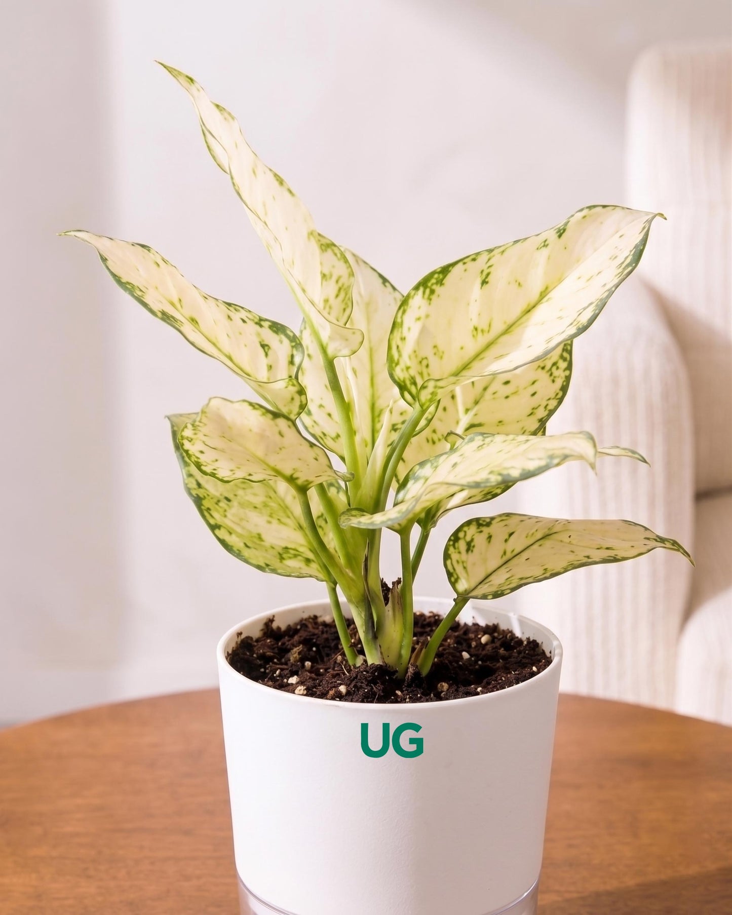 Aglaonema Super White In Self Watering Pot