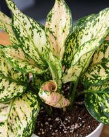 Aglaonema White Anjuman