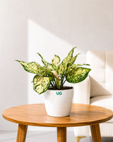Aglaonema White Anjuman
