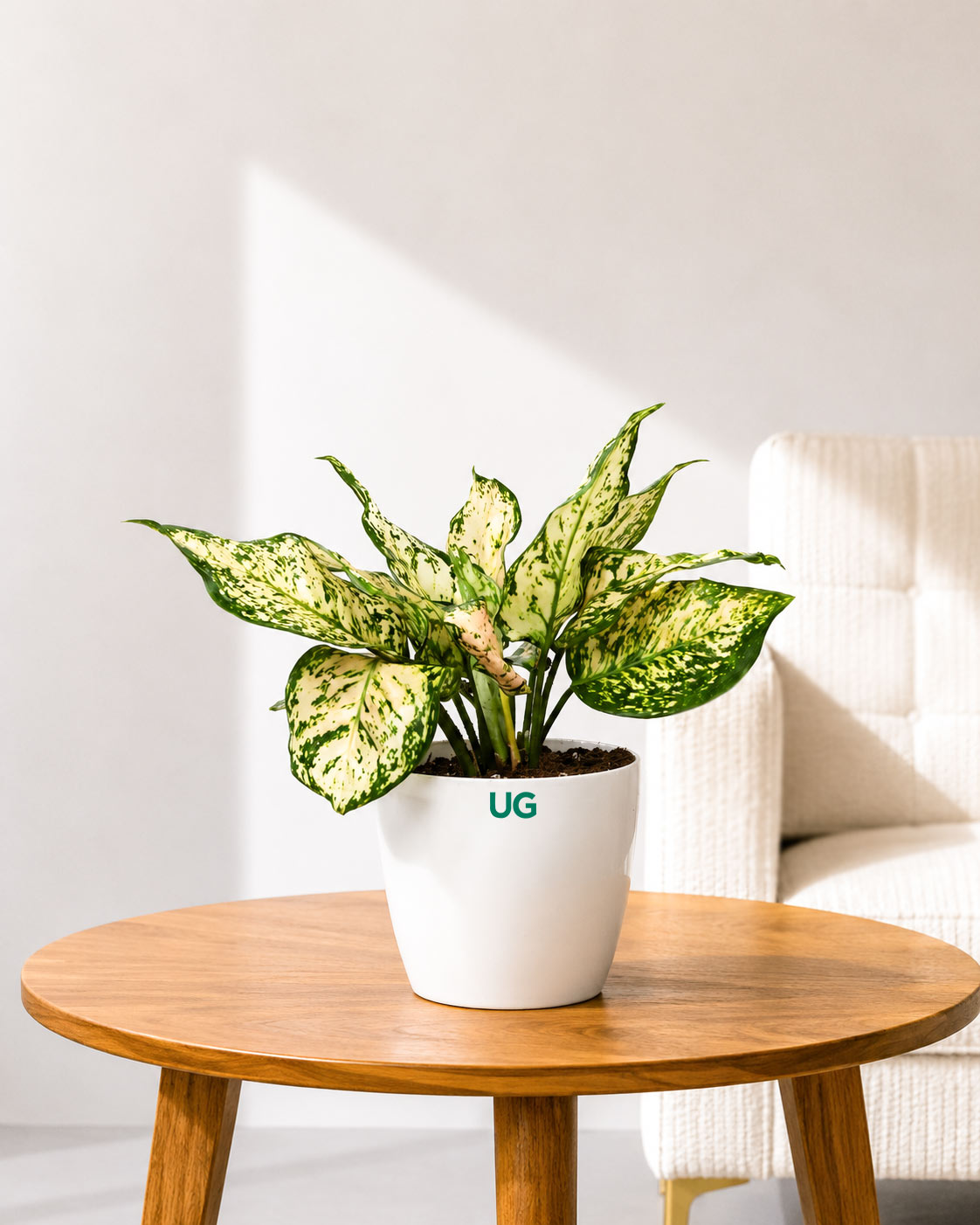 Aglaonema White Anjuman
