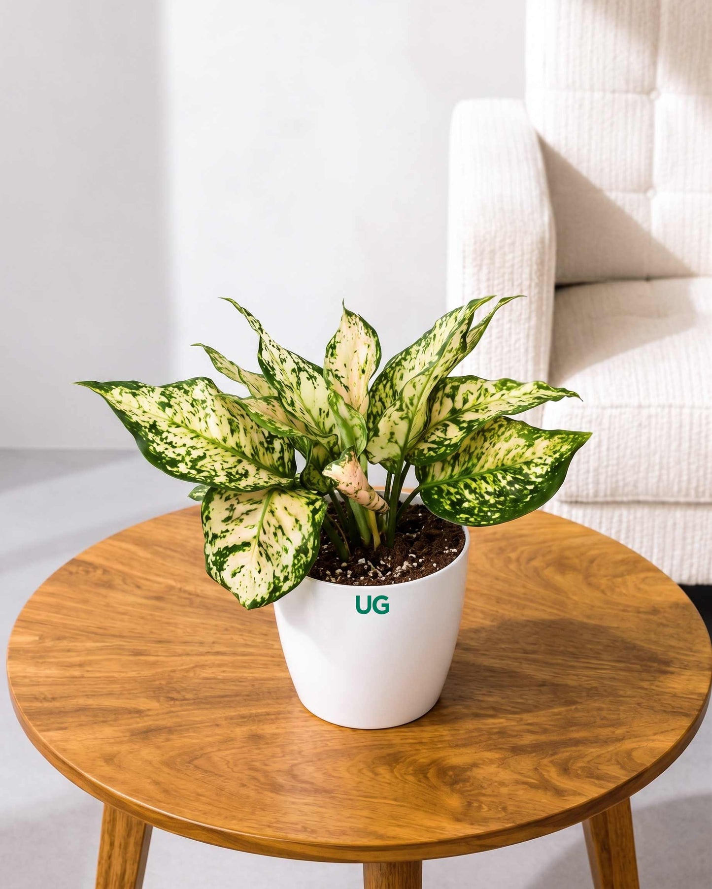 Aglaonema White Anjuman