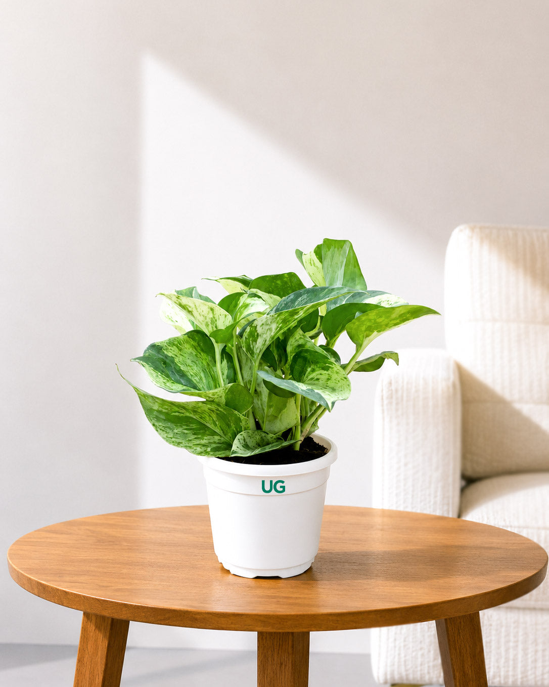 Money Plant Marble Queen