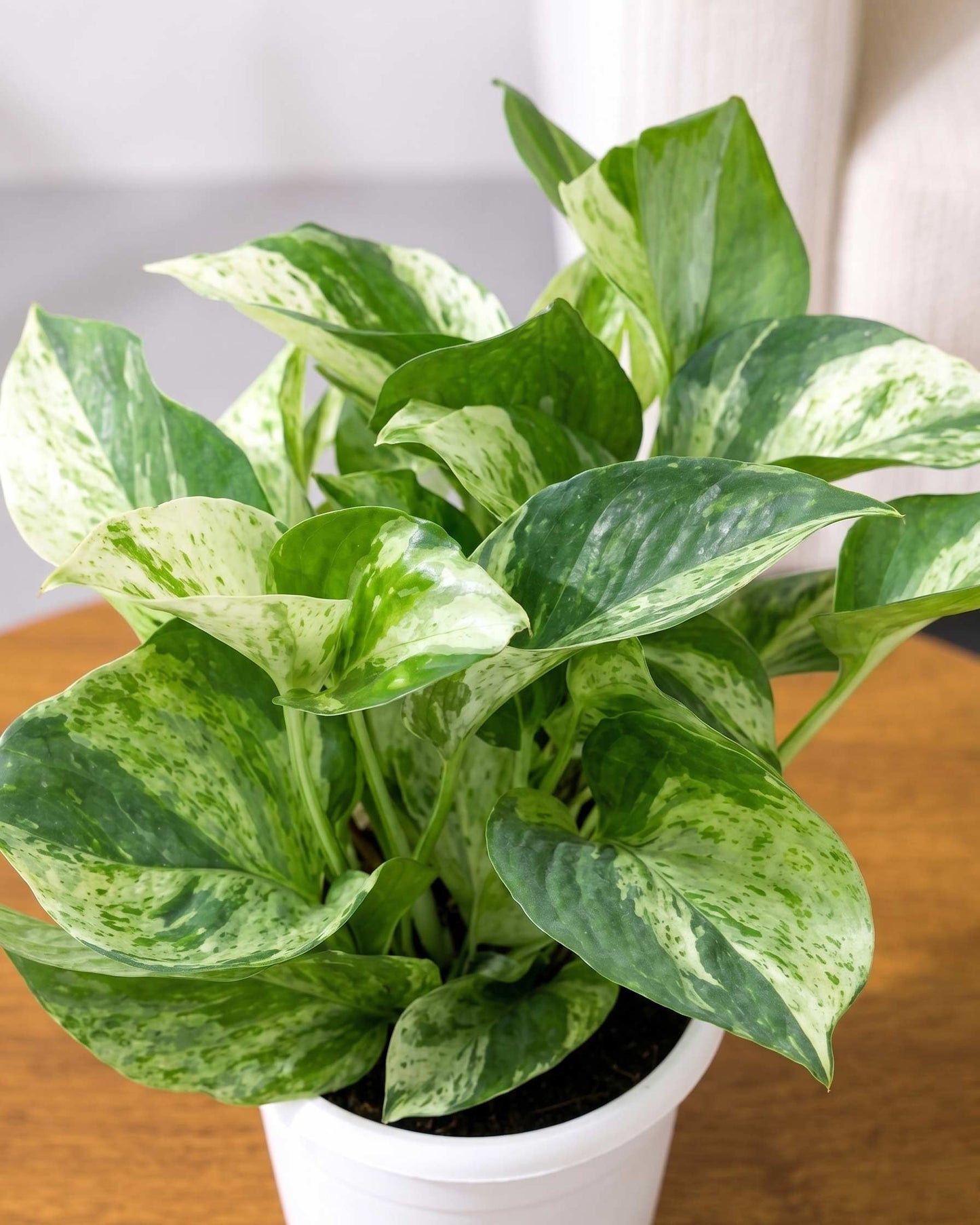 Money Plant Marble Queen