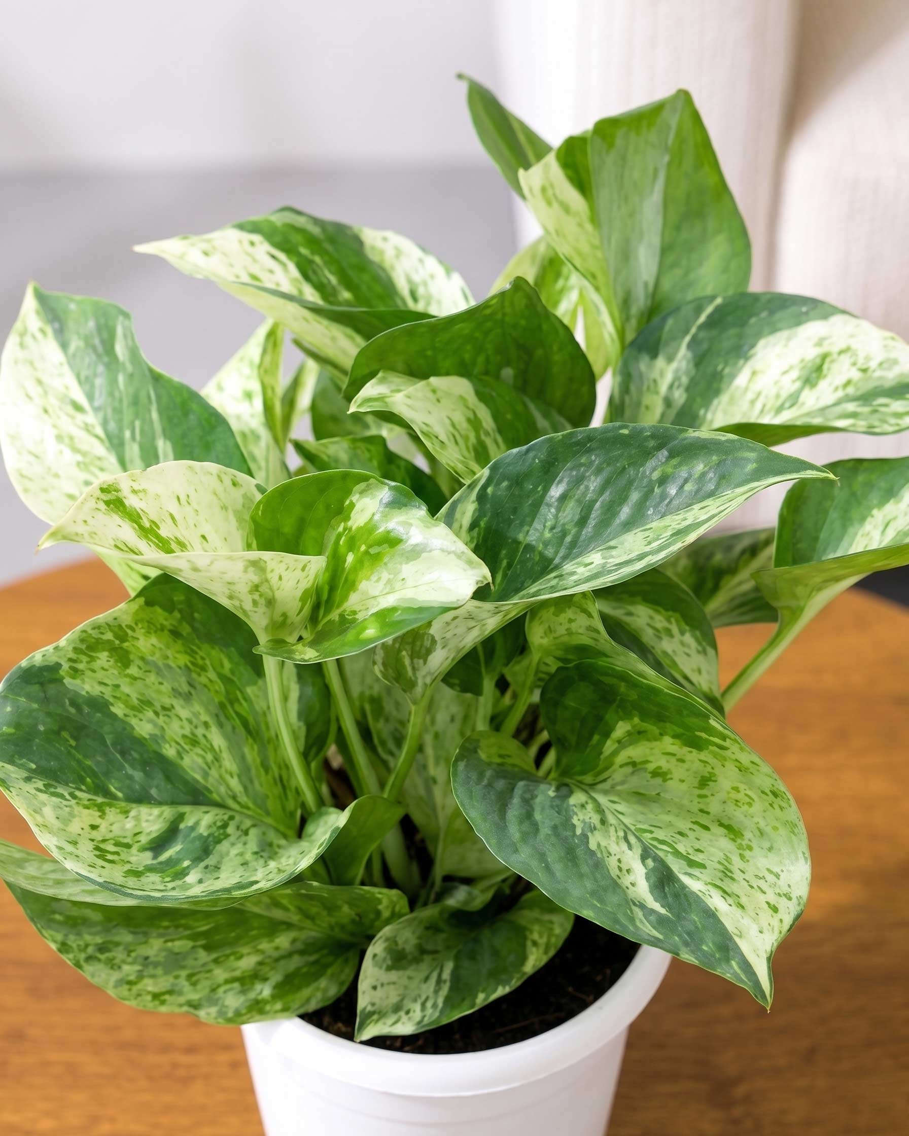 Money Plant Marble Queen