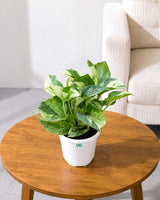 Money Plant Marble Queen