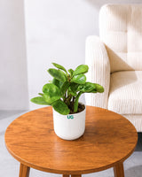 Peperomia Green Plant