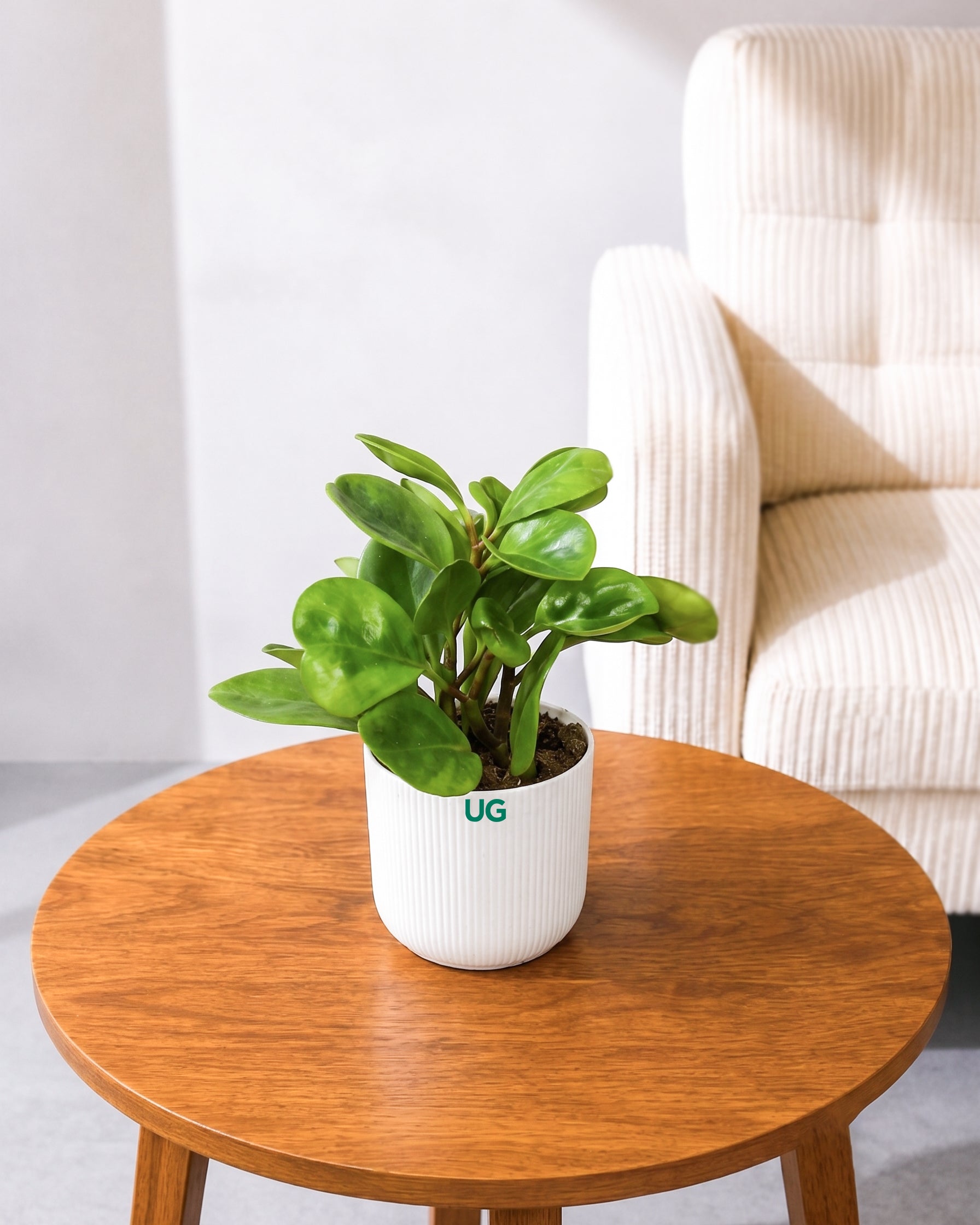 Peperomia Green Plant