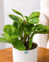 Peperomia Green Plant