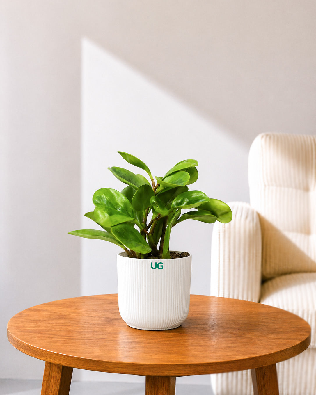 Peperomia Green Plant