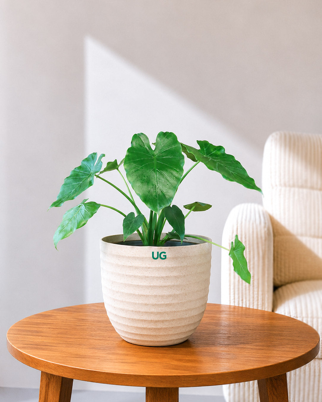 Alocasia Wentii Plant (Alocasia wentii)