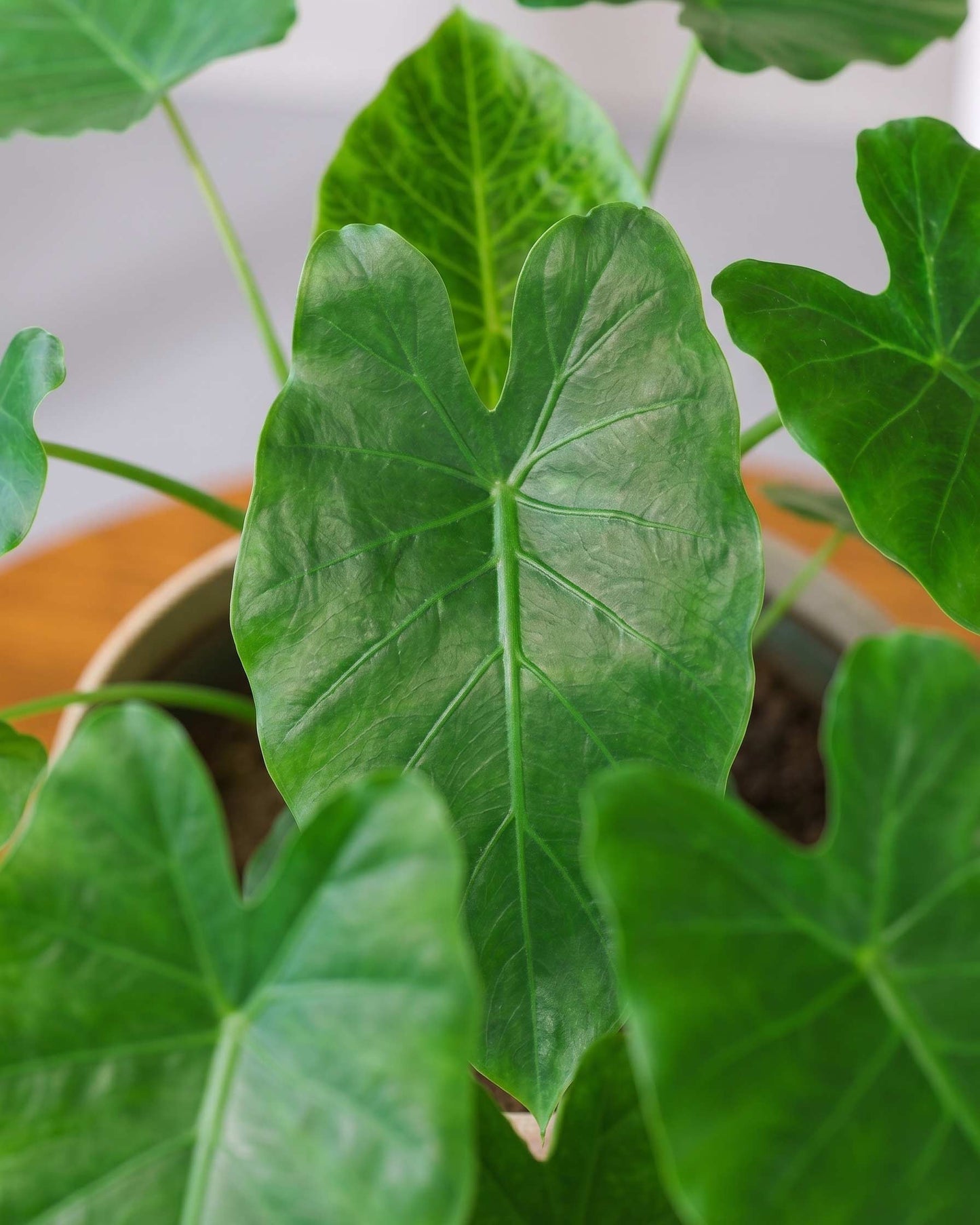Alocasia Wentii Plant (Alocasia wentii)