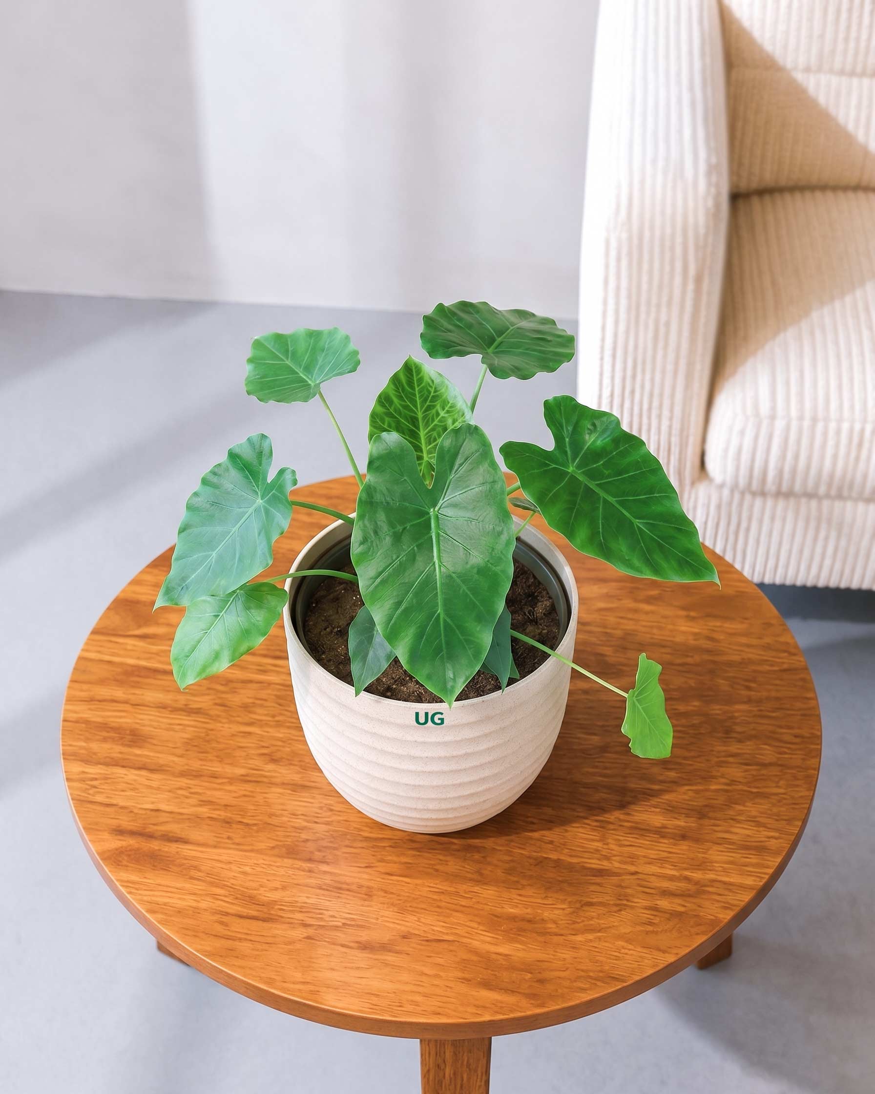 Alocasia Wentii Plant (Alocasia wentii)
