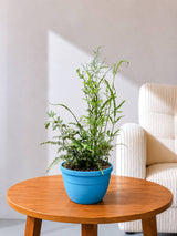 Silver Fern