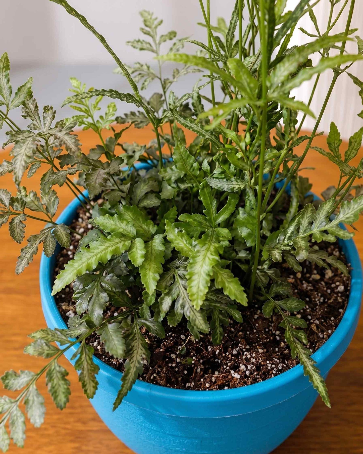 Silver Fern