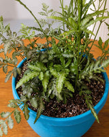 Silver Fern