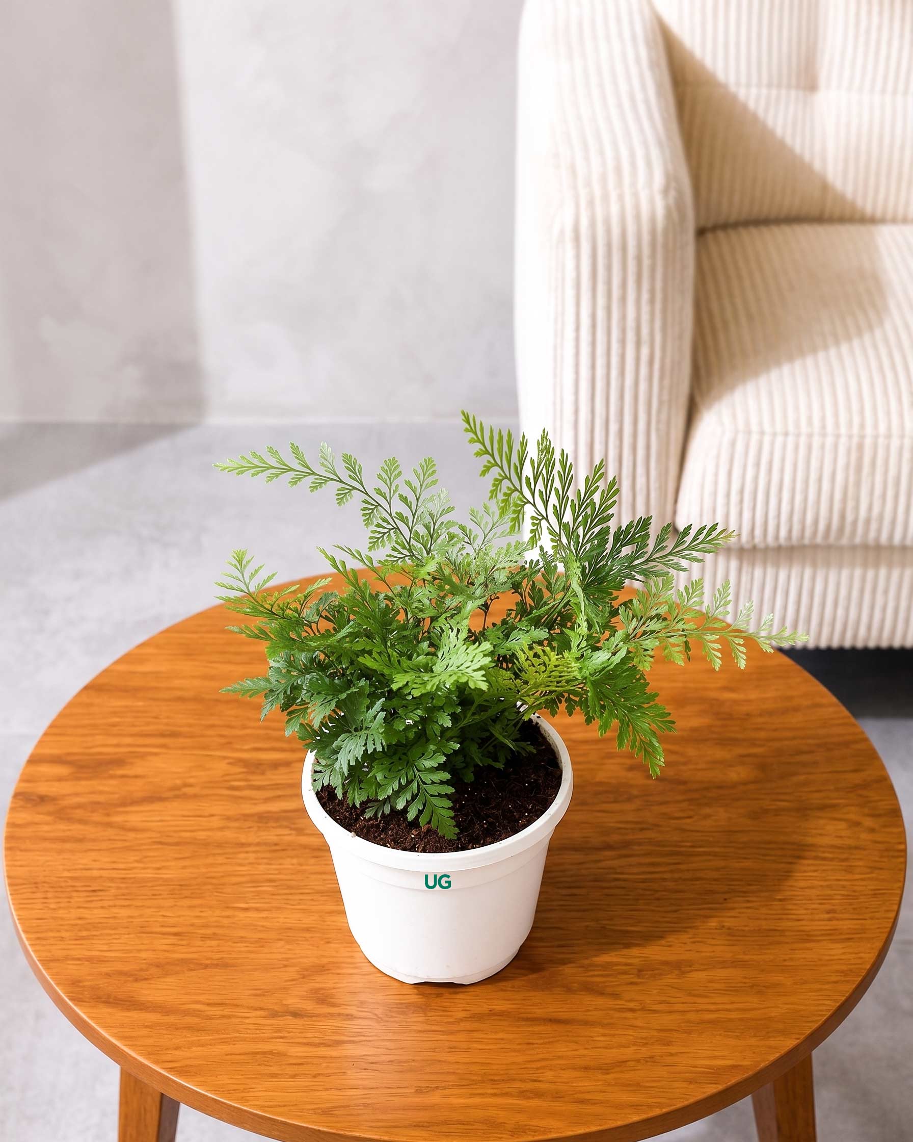Rabbit's Foot Fern