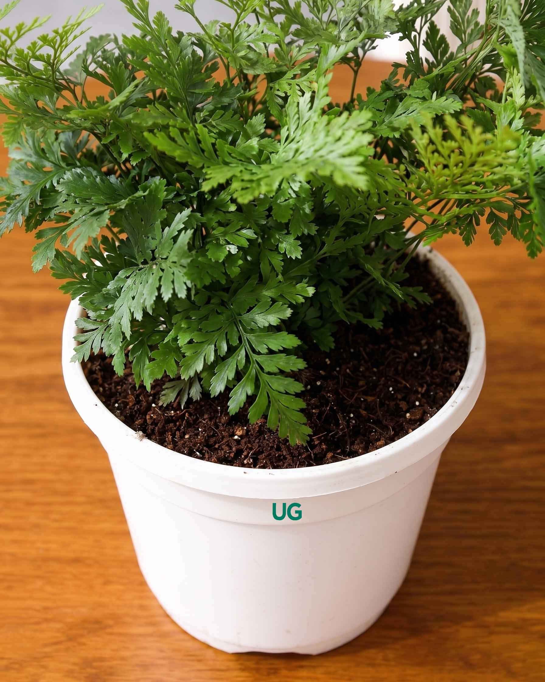 Rabbit's Foot Fern