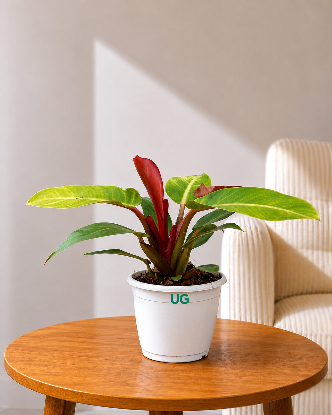 Philodendron Prince Of Orange
