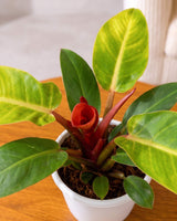 Philodendron Prince Of Orange