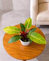 Philodendron Prince Of Orange